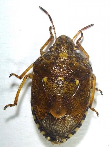 Staria lunata